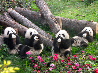 Pandas Chengdu China