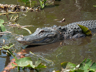 Alligator Everglades Florida