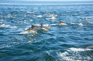 Delfine Californien